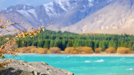 turquoise glacial lake with autumn trees, pine forest, and snow-capped mountains in bright daylight. gentle camera pan reveals foreground branches and rocky shore