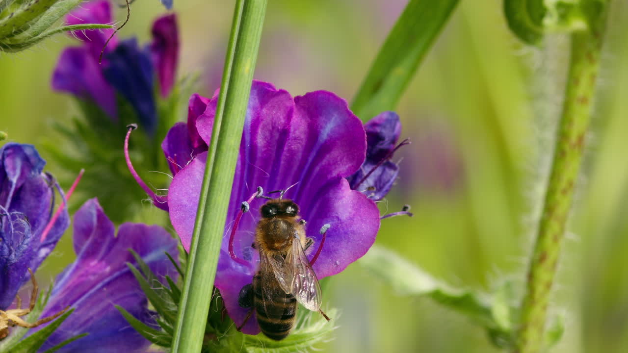 Bee looking for nectar on flower. Summer macro insect in nature.