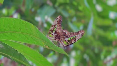 dos mariposas posadas en las hojas verdes
