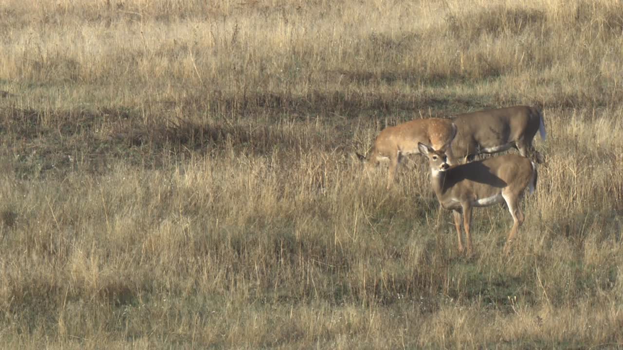 흰꼬리사슴(odocoileus virginianus) 암사슴과 벅 국립 들소 범위