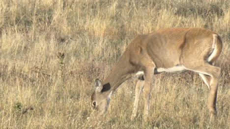 venado cola blanca (odocoileus virginianus) doe and buck rango nacional de bisontes montana 2015