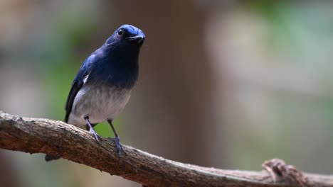 hainan blue flycatcher, cyornis hainanus, 4k footage