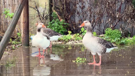 geese gracefully stroll on the damp wooden surface, showcasing animal behavior and habitat interaction