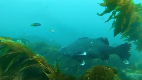 A-giant-black-sea-bass-fish-presents-itself-in-all-its-glory-against-a-majestic-kelp-forest