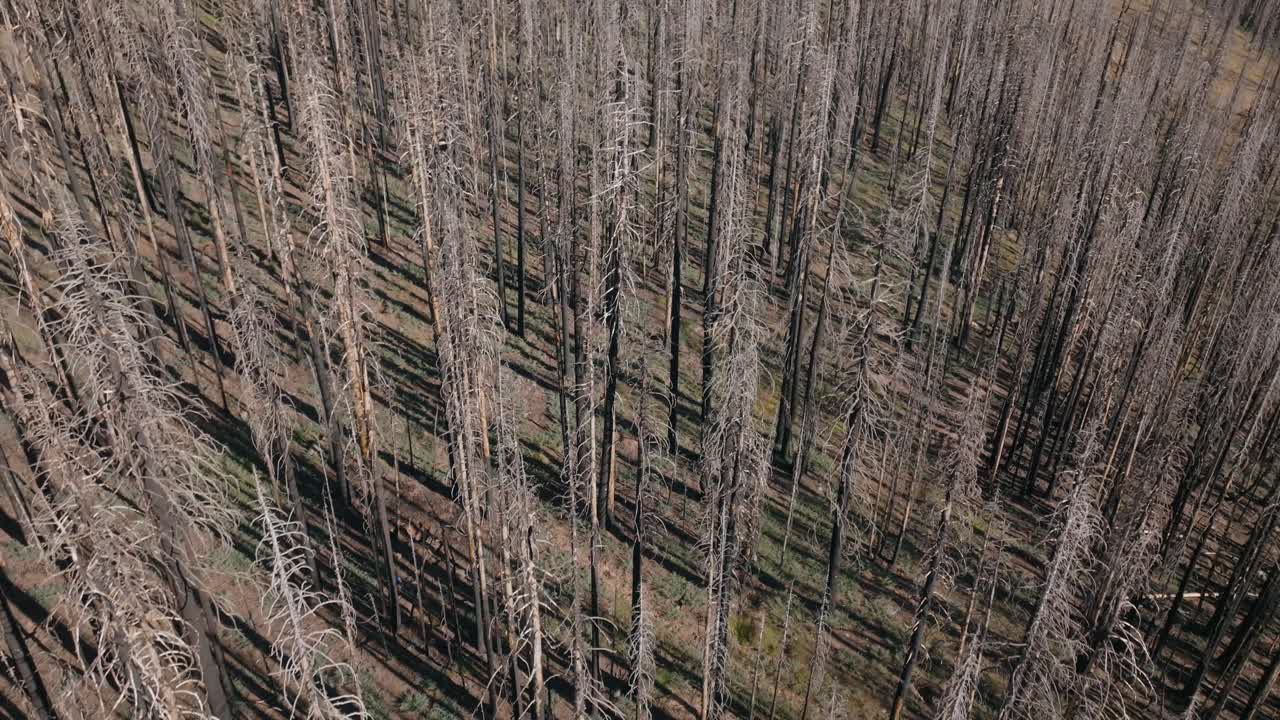 Drone view of a burned forest landscape, capturing silence and desolation