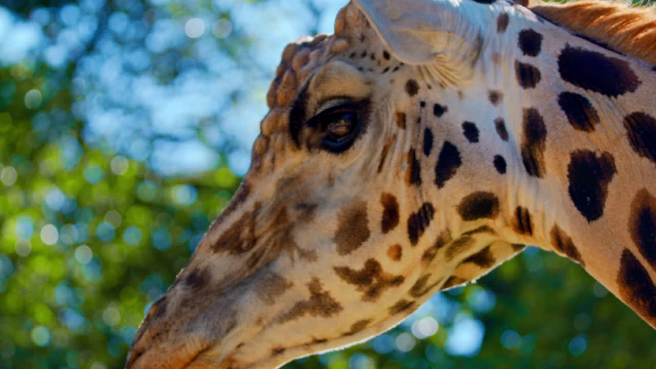 Giraffa di Rothschild (Giraffa camelopardalis camelopardalis) al pascolo in un safari selvaggio. Primo piano