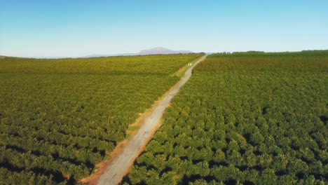 Aerial of a orange field