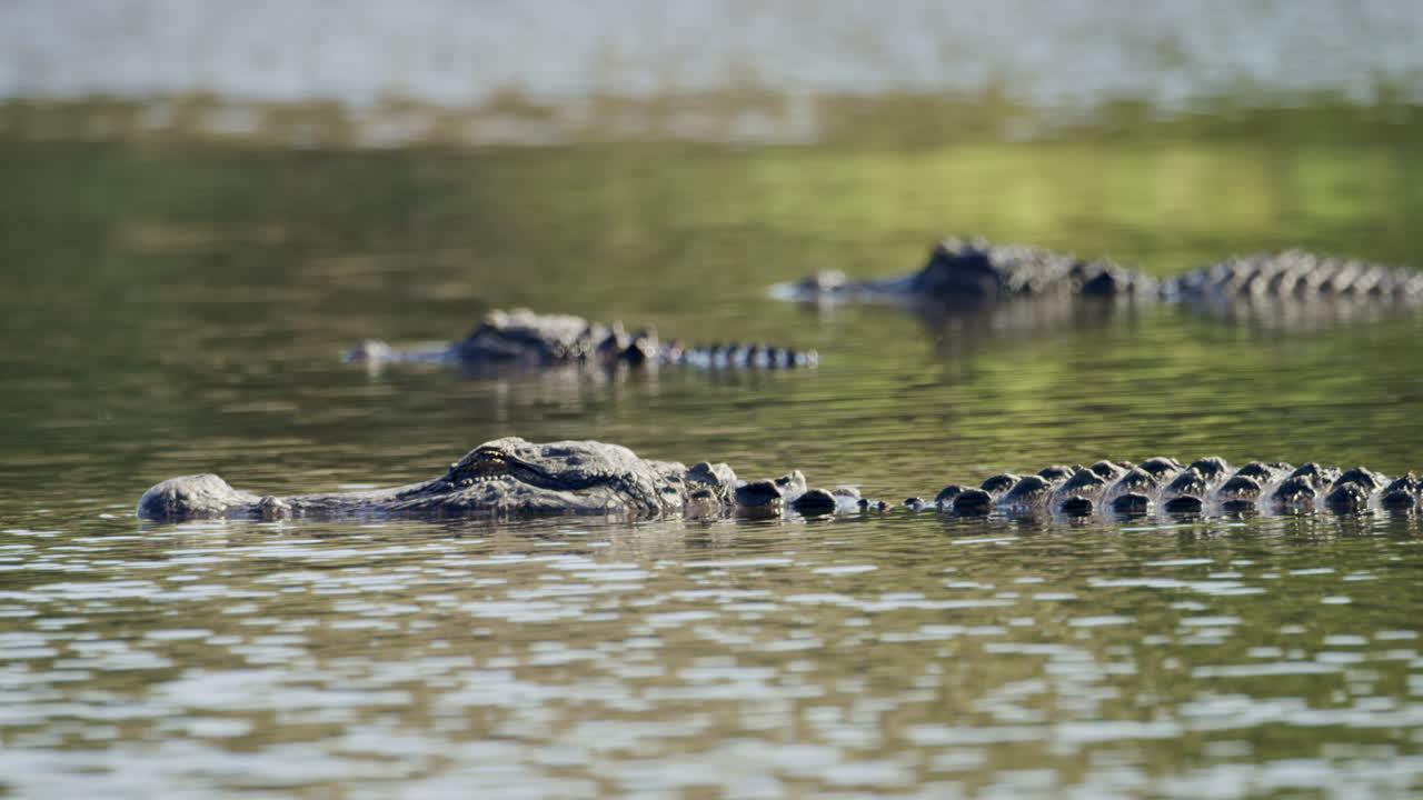 el caimán pasa lentamente junto a dos caimanes estacionarios en aguas tranquilas.