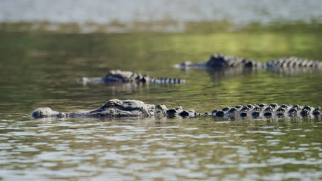 Alligator-slowly-moves-past-two-stationary-Aligators-in-still-water