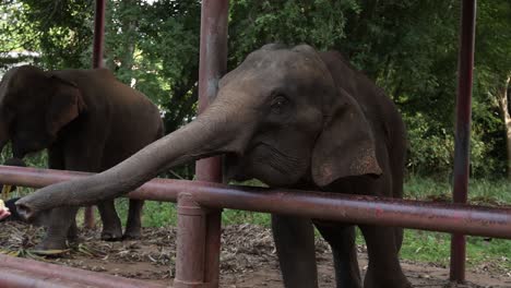 elephant receiving food from human hand.