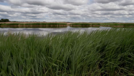 tranquil waterway through green reeds under a cloudy sky
