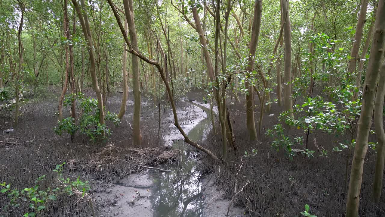 hermoso paisaje bosque de manglares.