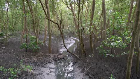 beautiful scenery mangrove tree forest.