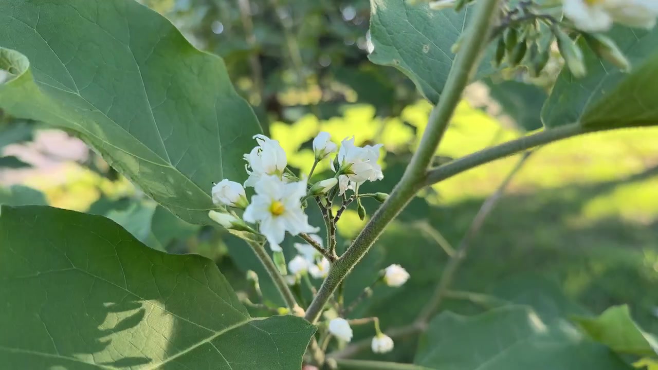 Close-up of White Flowers Blooming on a Green Plant