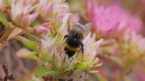 Hummel-Sammelt-An-Sonnigen-Tagen-Blütennektar.-Hummel-In-Makroaufnahme-In-Zeitlupe.