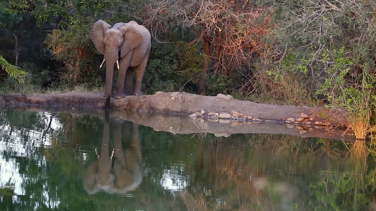 Büyük Kruger Ulusal Parkı içindeki bakir bir parkta, yemyeşil ve gizli bir su birikintisinde susuzluğunu gideren genç bir erkek fil.
