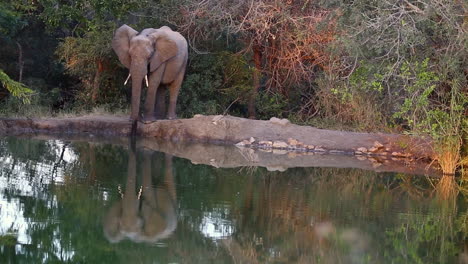 A-young-elephant-bull-quenching-his-thirst-at-a-lush-,-hidden-waterhole-in-a-pristine-park-within-the-Greater-Kruger-National-Park