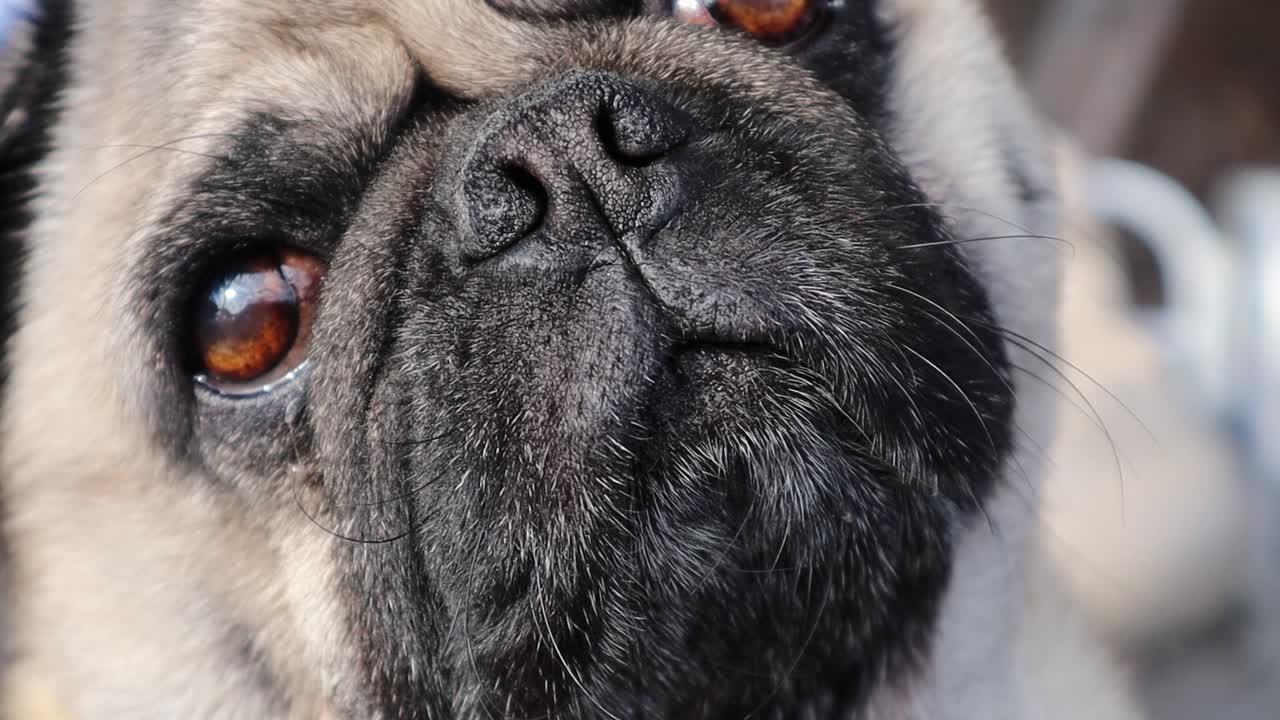이해하려고 머리를 좌우로 기울이는 동안 pug dog 극단적인 근접 촬영