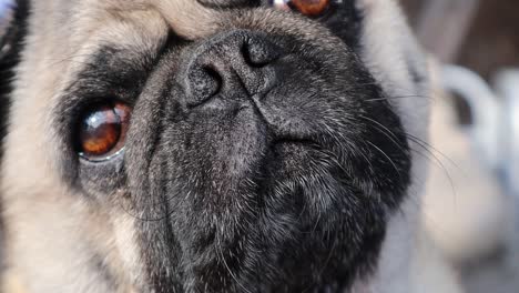 perro pug primer plano extremo mientras inclina la cabeza de lado a lado tratando de entender