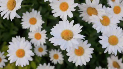 primer plano de la flor blanca de la margarita bush