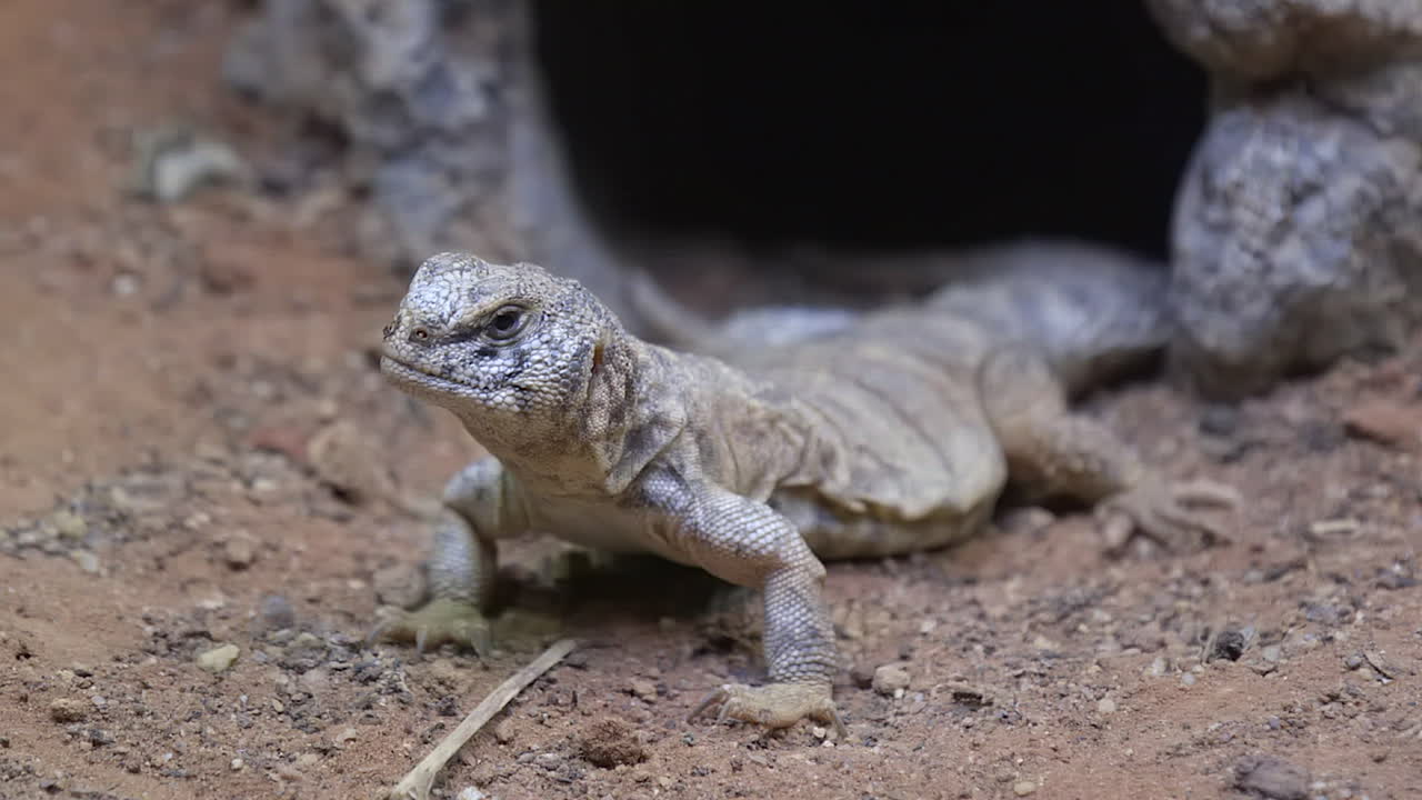 un lagarto de cola espinosa junto a la entrada de su guarida mirando a su alrededor - primer plano
