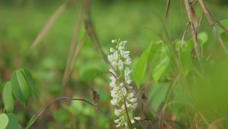 primer plano de flores silvestres blancas balanceándose suavemente entre el follaje verde vibrante