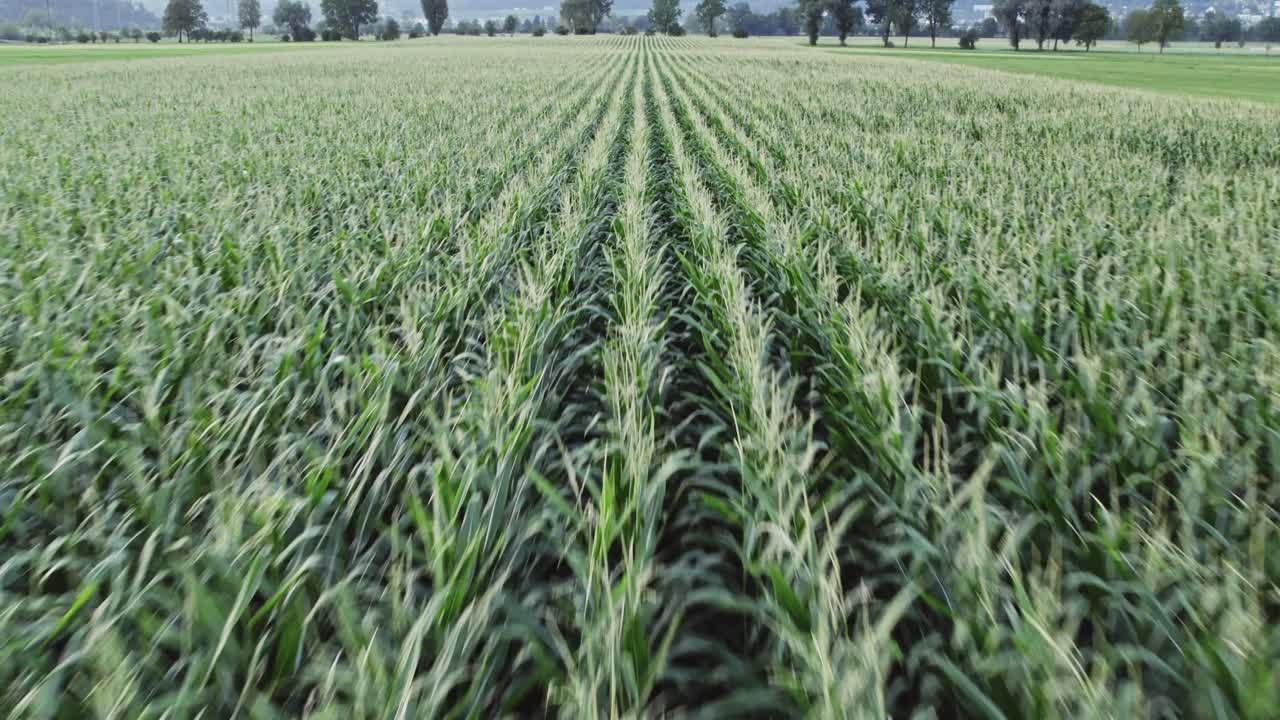 cultivo de maíz en un campo masivo, vista aérea a baja altitud