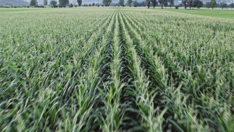 growing maize crops in massive field, low altitude aerial view