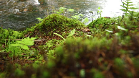 hd stationary shot maine forest wilderness, a riverbank surrounded by dense green forest, fog, moss and plant life