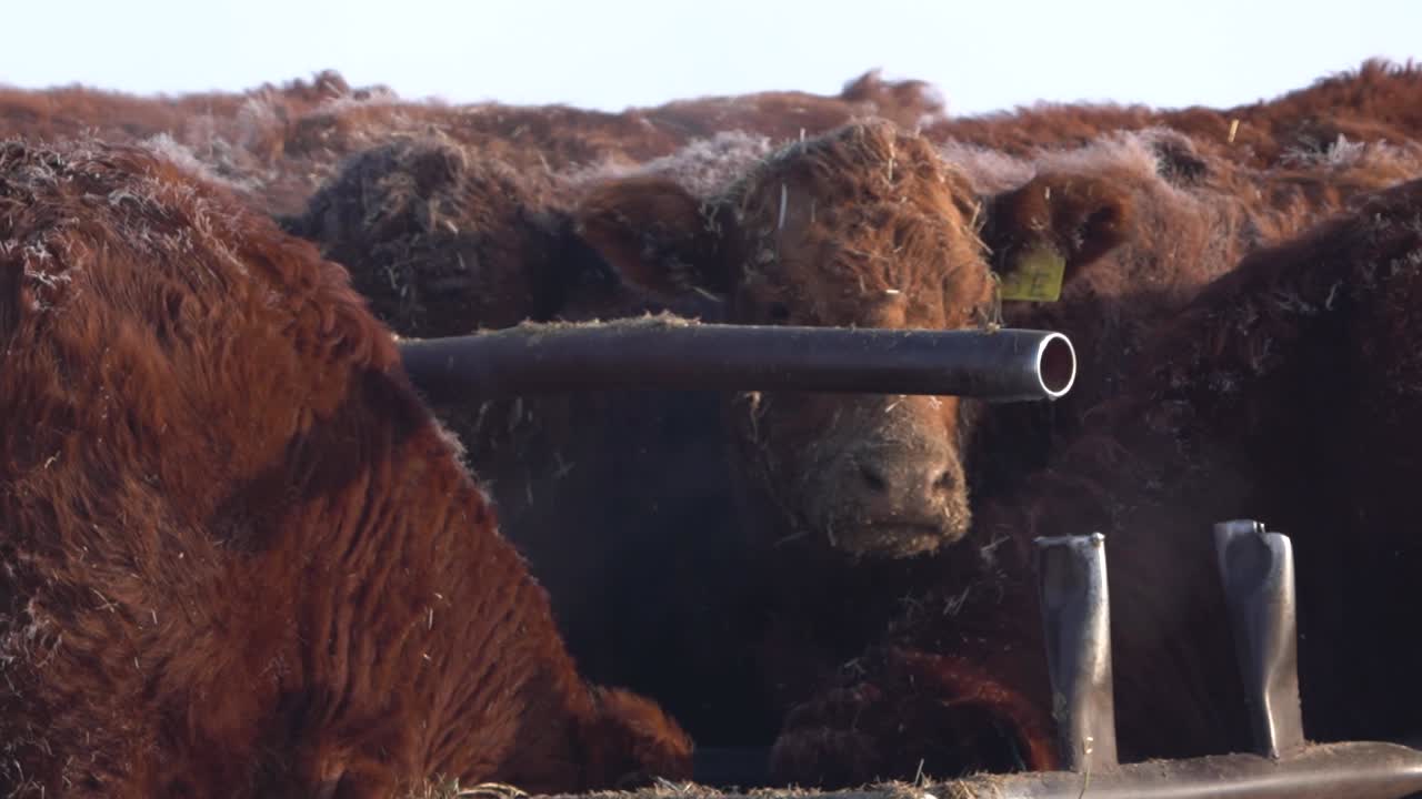 캐나다 의 겨울 에 느린 움직임 으로 먹고 있는  ⁇ 은  ⁇ 거스 소 의 무리