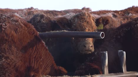 a herd of red angus cows eating in slow motion during the winter in canada