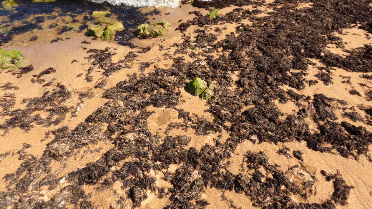 Ripresa cinematografica lenta di alghe scure sparse su una spiaggia di sabbia dorata a Playa de Poniente, Gijón, Asturie, Spagna. Scena di natura costiera.