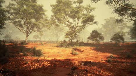 a misty forest in the australian outback