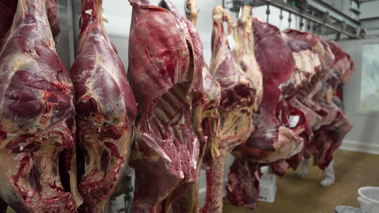 Cow beef raw legs hanging from hooks in slaughterhouse with tracking labels and protected workers, Pan right shot