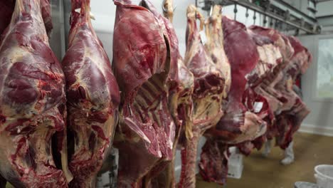 cow beef raw legs hanging from hooks in slaughterhouse with tracking labels and protected workers, pan right shot