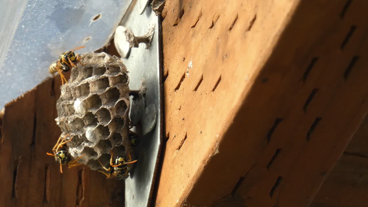 Active nest of Yellow Jackets on a metal bracket in the rafters copy space right side