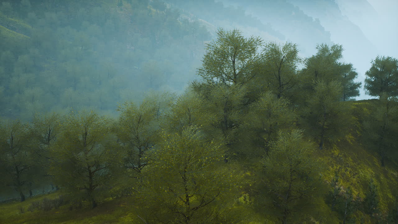 안개 속 의 언덕 에 있는 작은 초록색 나무 들