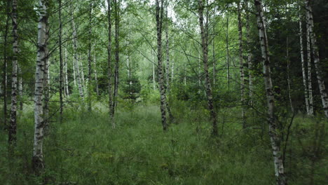 4K-Drohnenaufnahme-Eines-Dichten-Birkenwaldes-In-Schweden-1