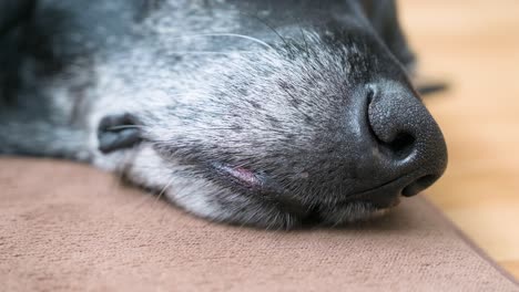 Eine-Nahaufnahme-Von-Mund-Und-Nase-Eines-Schlafenden-älteren-Schwarzen-Hundes,-Der-Zu-Hause-Auf-Dem-Boden-Liegt