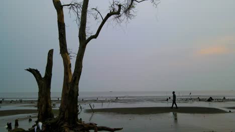persona solitaria caminando por la playa de arena con un árbol muerto al anochecer en bangladesh, dolly shot