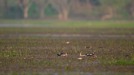 Indische-Fleckenschnabelenten-Im-Feuchtgebiet,-Wunderschöne-Vegetation-Im-Feuchtgebiet