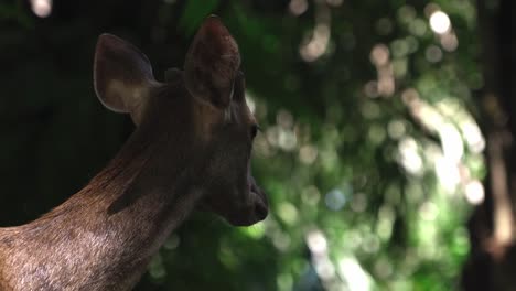 Close-up-of-female-deer,-standing-in-the-woods,-partially-in-shadow-from-the-sun