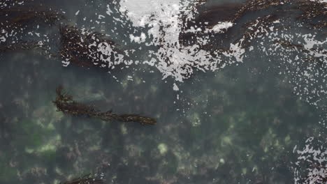 4k-Arriba-De-Una-Foca-De-Puerto-Nadando-En-Las-Aguas-Poco-Profundas-De-Una-Laguna-De-Algas-Marinas-En-La-Bahía-De-Monterey,-California