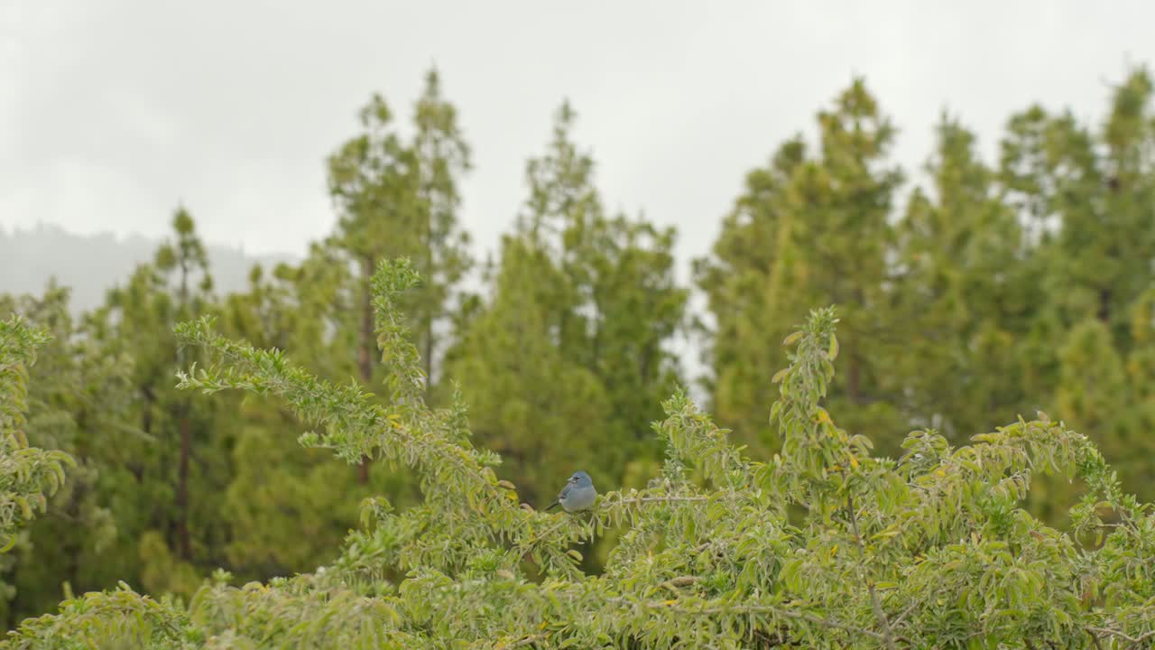 테이데 국립 공원 뒤 에 소나무 숲 과 안개 가 가득 한 풍경