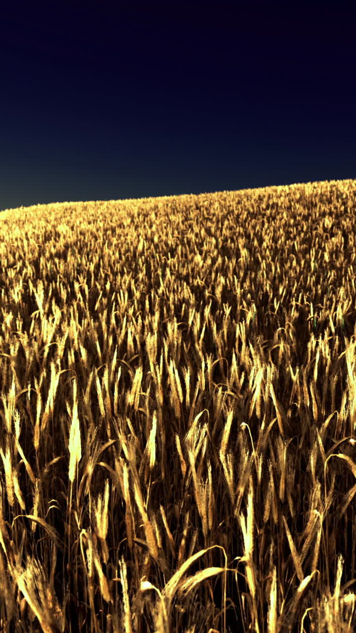 Golden wheat field at sunset creating a serene landscape experience