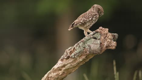 little owl athene vidalii lands on wooden stump, shallow focus