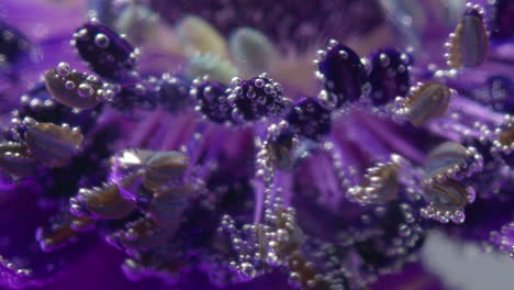 close-up of a purple flower with bubbles