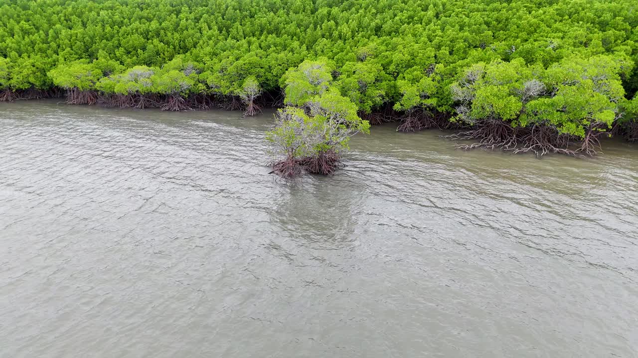 Drone footage captures lush mangroves and tidal waters in Port Douglas, Australia, showcasing vibrant greenery and serene natural beauty
