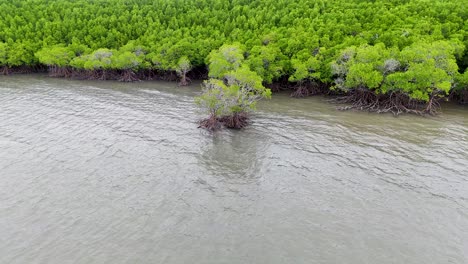 drone footage captures lush mangroves and tidal waters in port douglas, australia, showcasing vibrant greenery and serene natural beauty