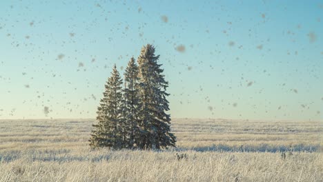 winter landscape in a field with three snow-covered fir trees, beautiful snowfall, sunny weather. cinemagraf , video loop